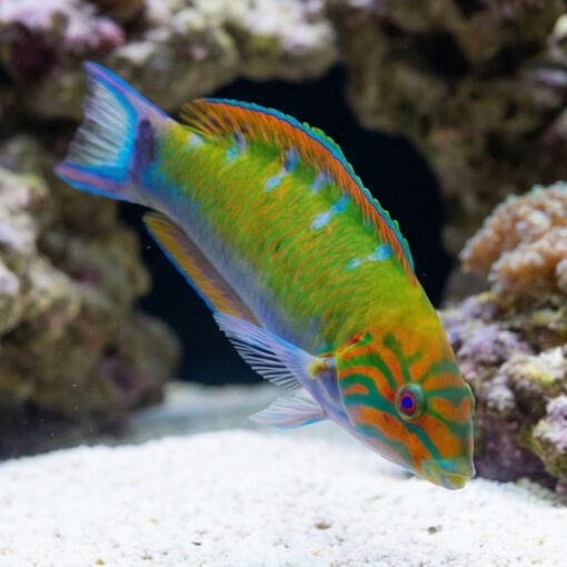 Lunare Wrasse - Image 5