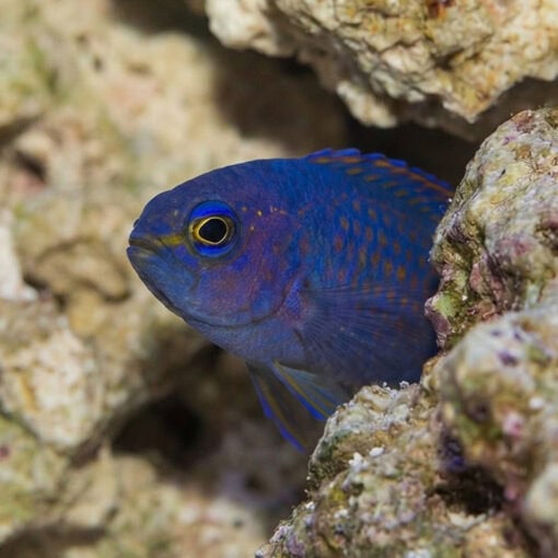 Macneill's Assessor Basslet - Image 2