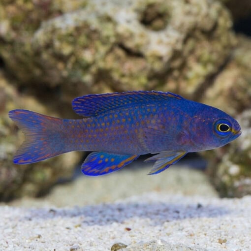 Macneill's Assessor Basslet - Image 3