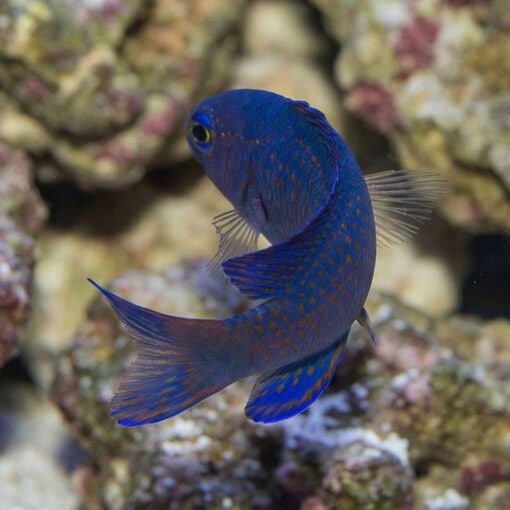 Macneill's Assessor Basslet - Image 4
