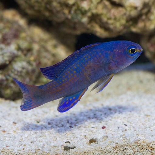 Macneill's Assessor Basslet - Image 5