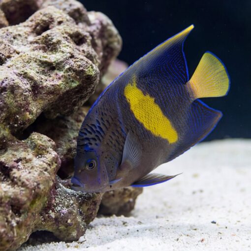 Maculosus Angelfish - Image 5