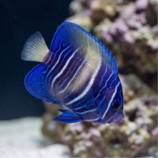 Maculosus Angelfish - Image 3