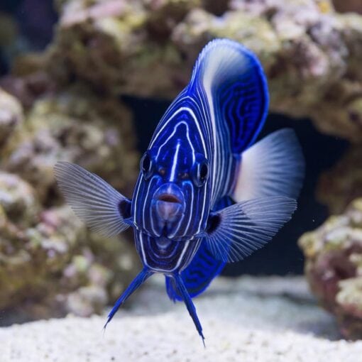 Maculosus Angelfish - Image 2