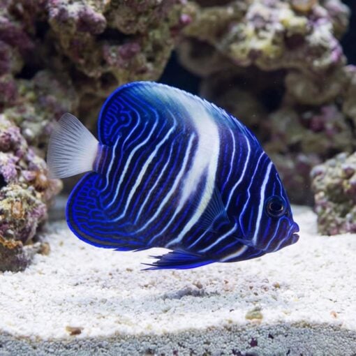 Maculosus Angelfish - Image 3