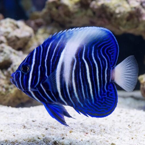 Maculosus Angelfish - Image 4
