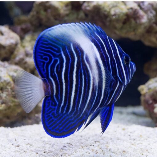 Maculosus Angelfish - Image 5