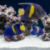 Maculosus Angelfish