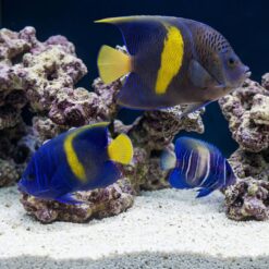 Maculosus Angelfish