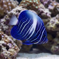 Maculosus Angelfish