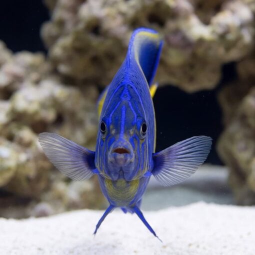 Maculosus Angelfish - Image 2
