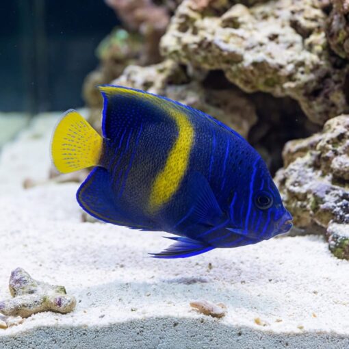 Maculosus Angelfish - Image 4