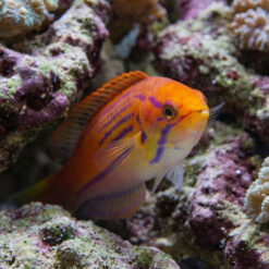 Alternative view of Madagascar Half-Banded Flasher Wrasse