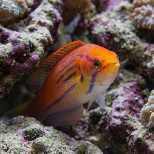Madagascar Half-Banded Flasher Wrasse - Image 2