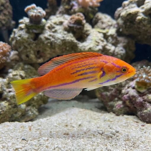 Madagascar Half-Banded Flasher Wrasse - Image 3