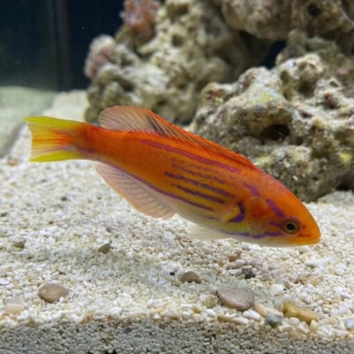 Madagascar Half-Banded Flasher Wrasse - Image 4