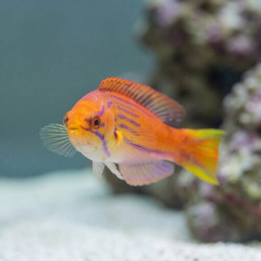 Madagascar Half-Banded Flasher Wrasse - Image 5