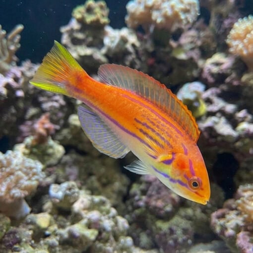 Madagascar Half-Banded Flasher Wrasse