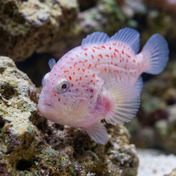 Gumdrop Spotted Croucher pink and red-speckled fish resting near rocky reef substrate in aquarium setting