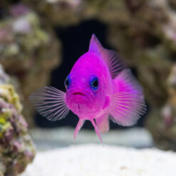 Alternative view of Purple Pseudochromis
