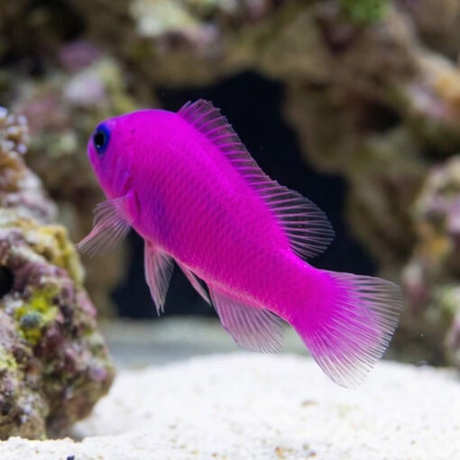 Purple Pseudochromis - Image 3