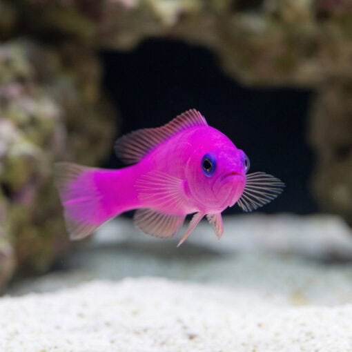 Purple Pseudochromis - Image 4