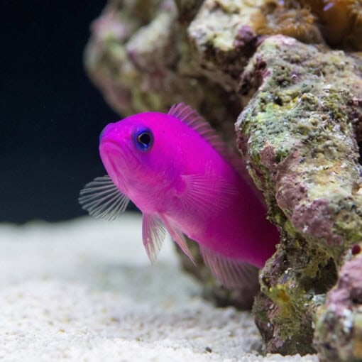 Purple Pseudochromis - Image 5