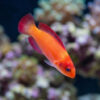 Magma Fairy Wrasse