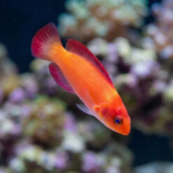 Magma Fairy Wrasse