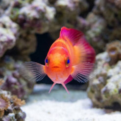 Alternative view of Magma Fairy Wrasse