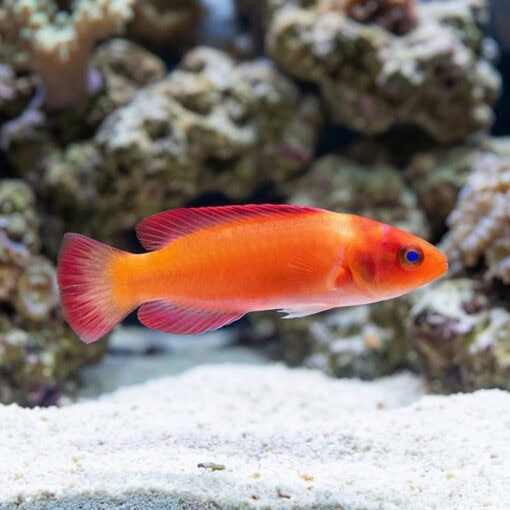 Magma Fairy Wrasse - Image 3