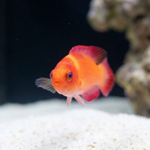 Magma Fairy Wrasse - Image 4