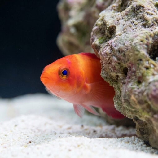 Magma Fairy Wrasse - Image 5