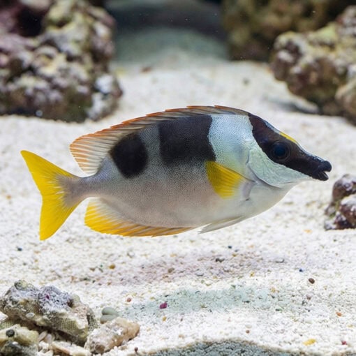 Magnificent Foxface