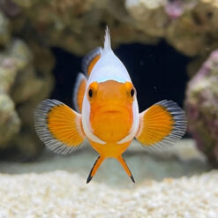 Alternative view of Maine Blizzard  / Platinum True Percula Clownfish: Captive Bred