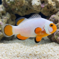 Maine Blizzard  / Platinum True Percula Clownfish: Captive Bred