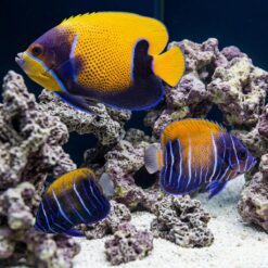 Majestic Angelfish