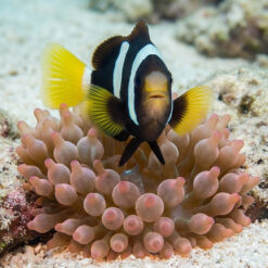 Alternative view of Maldives Black Pearl Juvenile Clarkii Clownfish: Captive Bred
