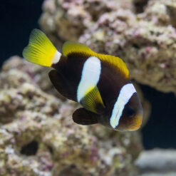 Maldives Black Pearl Juvenile Clarkii Clownfish: Captive Bred