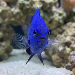 Alternative view of Melanesian Blue Devil Damsel