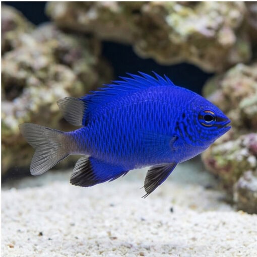 Melanesian Blue Devil Damsel - Image 3