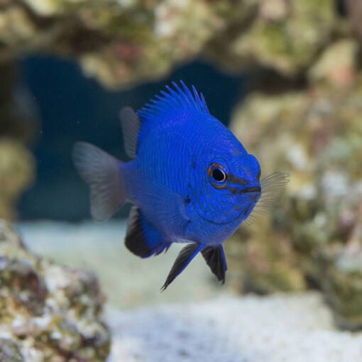 Melanesian Blue Devil Damsel - Image 4