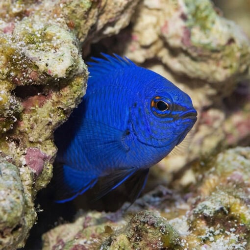 Melanesian Blue Devil Damsel - Image 5