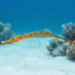 Many Banded Pipefish