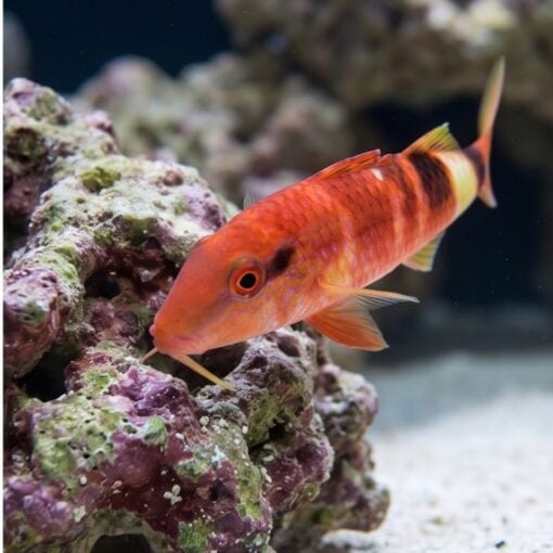 Red Goatfish - Image 2