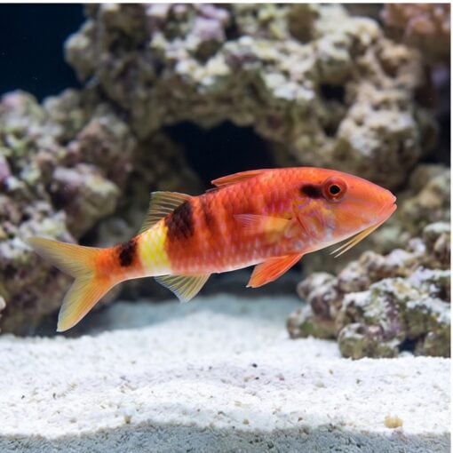 Red Goatfish - Image 3