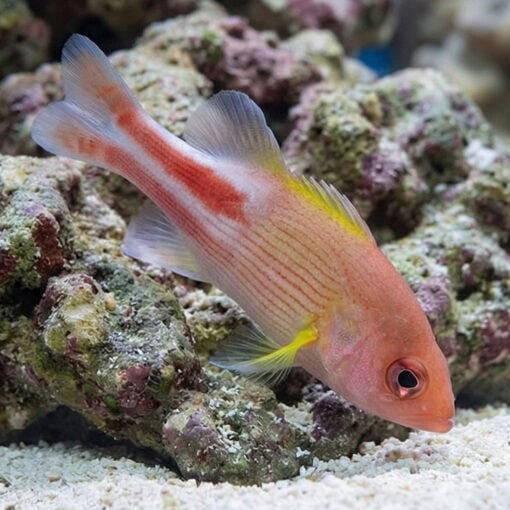 Manyline Perch