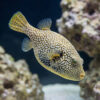 Map Puffer