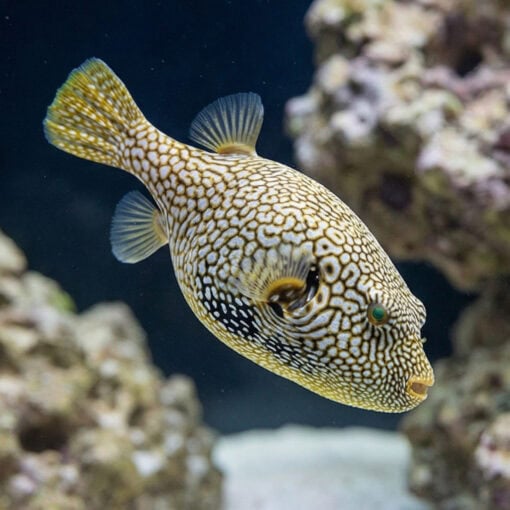 Map Puffer