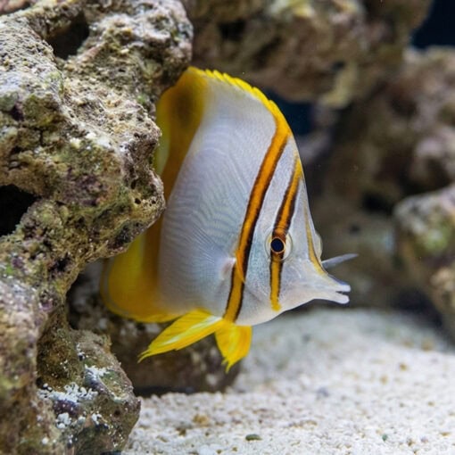 Margined Butterfly - Image 5